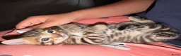 Bengal cats for sale: Beautiful bengal kittens 🐾🐾🐾 - Advert 21