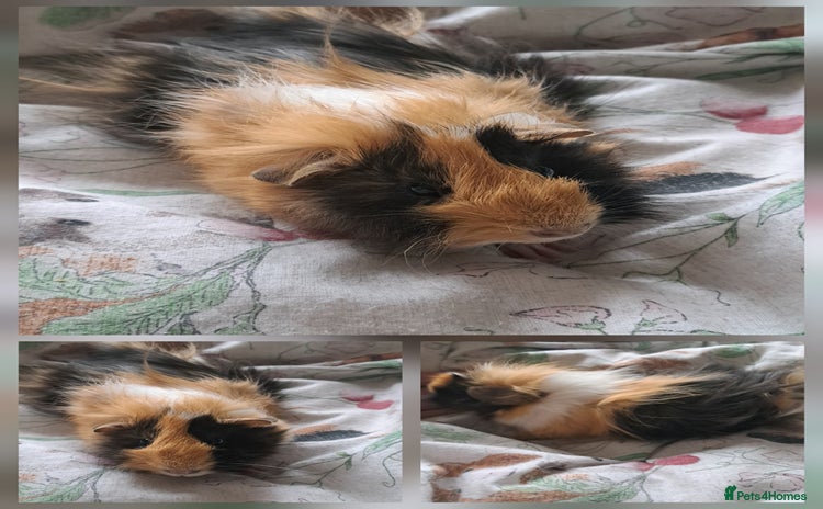Guinea Pig rodents - Advert 1