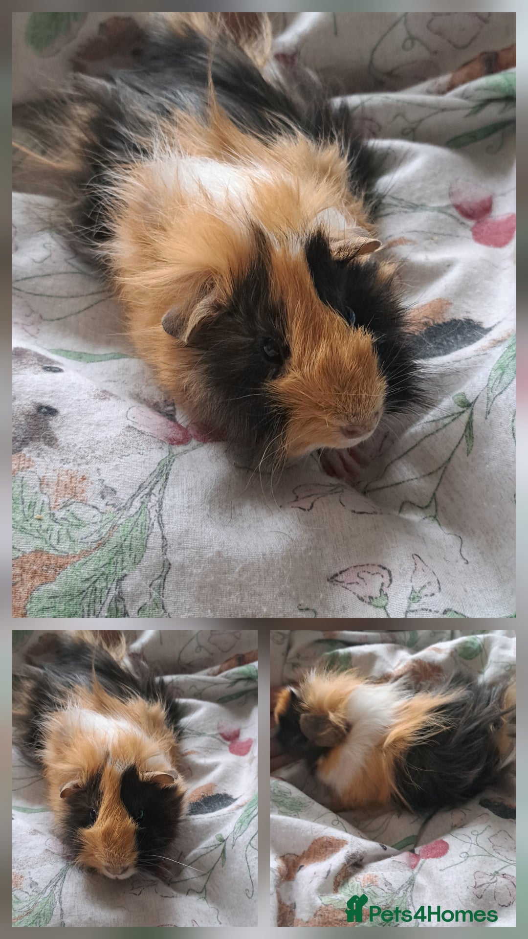Guinea Pig rodents for sale: Young sow guinea pigs for sale - Image 1