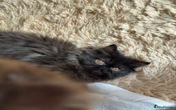 Persian cats for sale: ✨ Adorable 4-Month-Old Persian Kitten Available ✨ - Advert 2