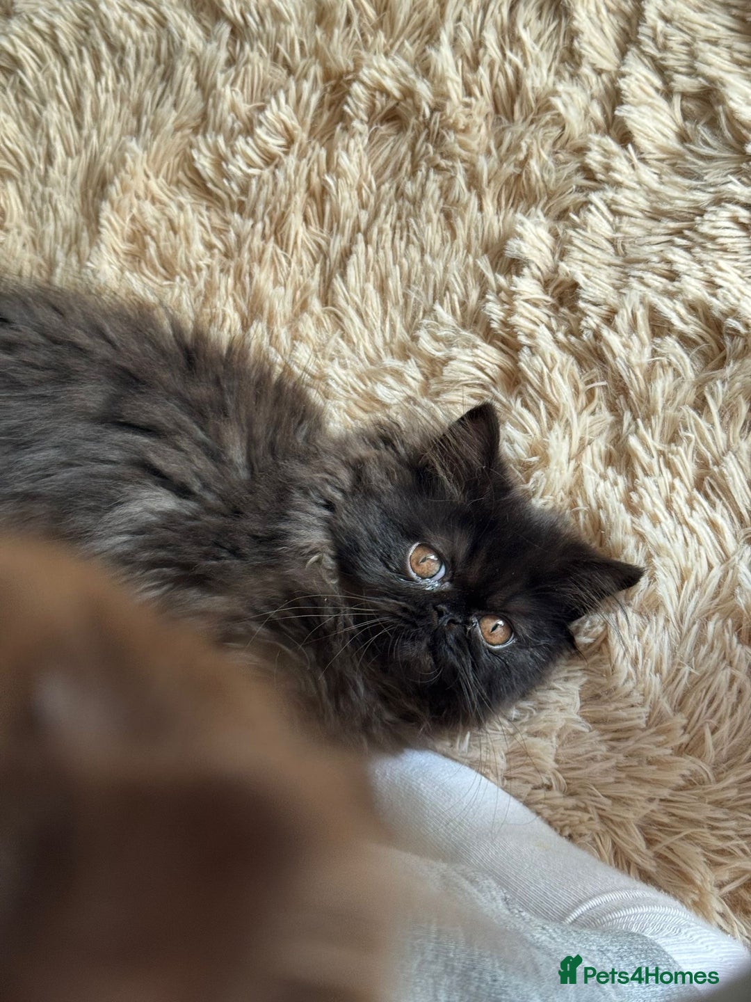 Persian cats for sale: ✨ Adorable 4-Month-Old Persian Kitten Available ✨ - Advert 2