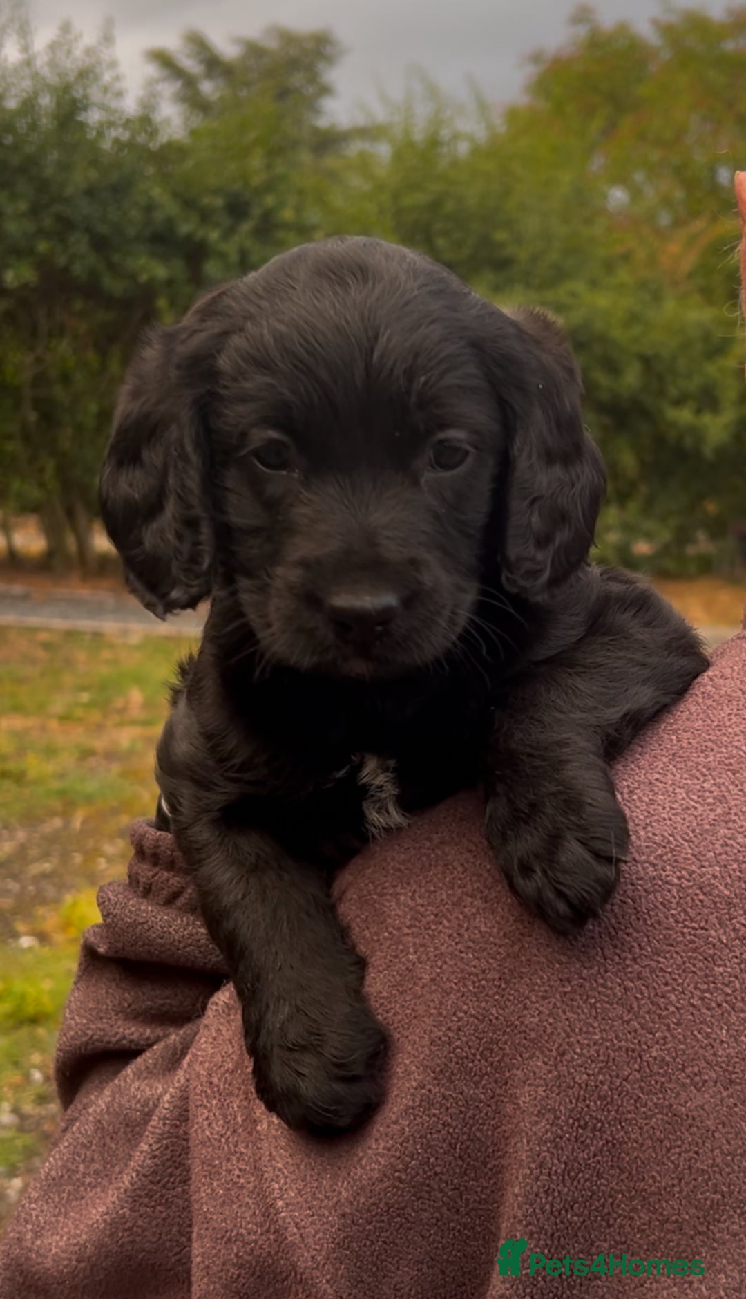 Labradoodle dogs for sale: Fantastic Labradoodle Puppies  - Image 2