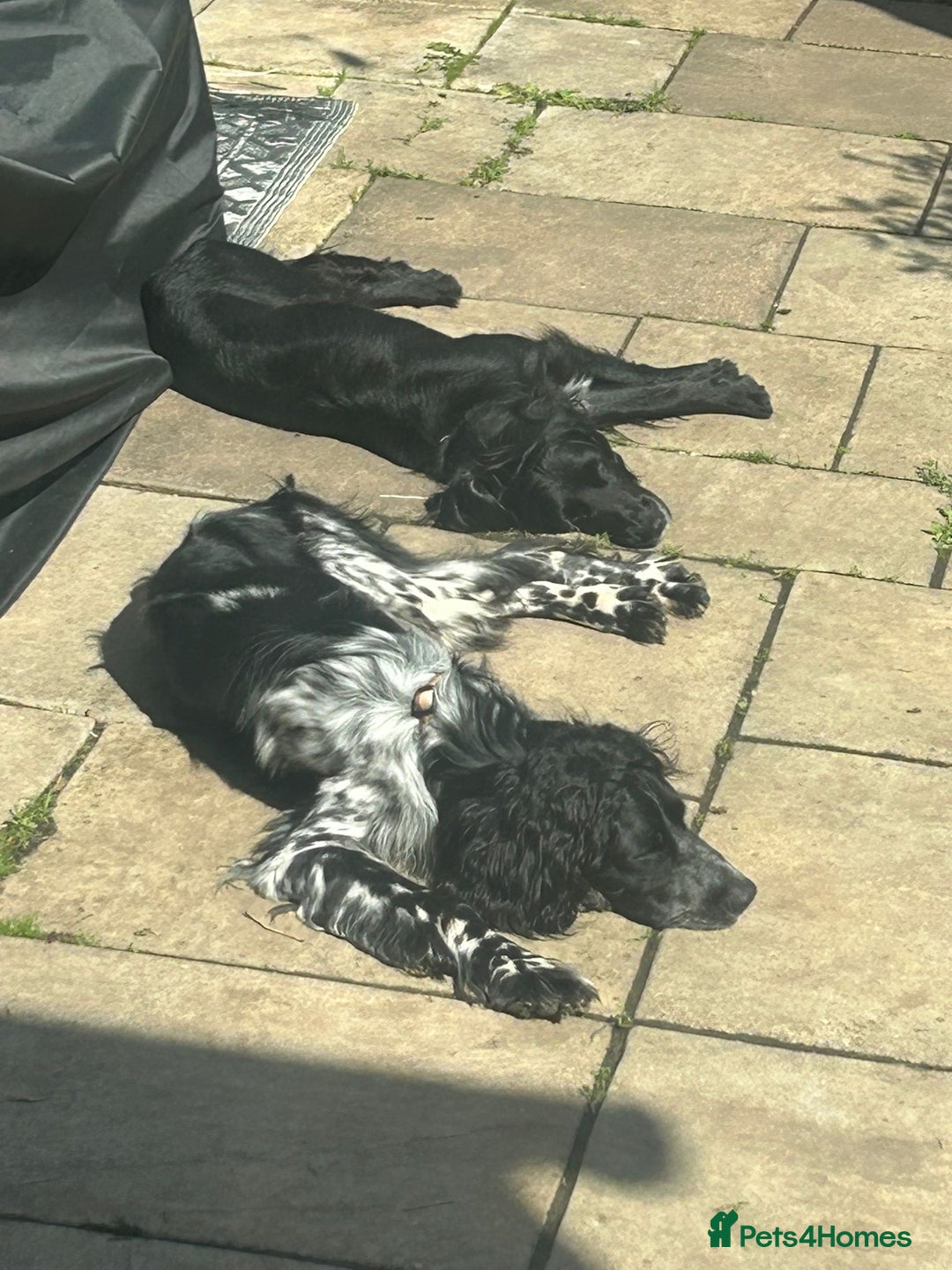 English Setter dogs for adoption: Dingo in Worthing - Image 11