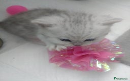 British Shorthair cats for sale: British short hair kittens  - Image 9