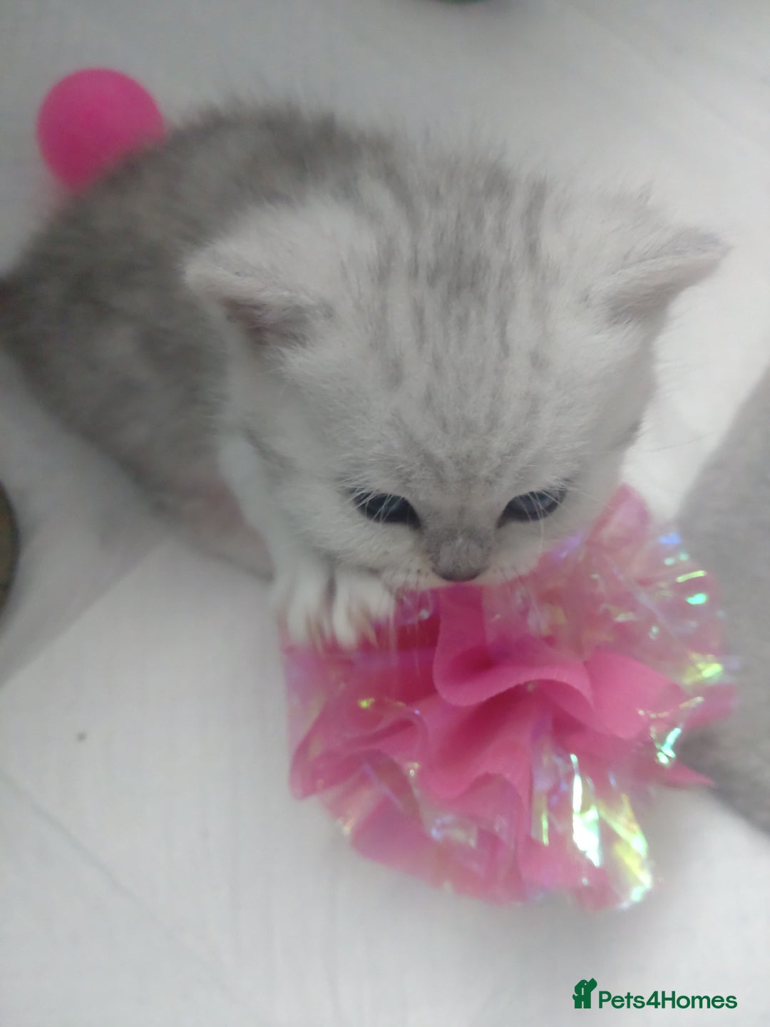 British Shorthair cats for sale: British short hair kittens  - Image 9
