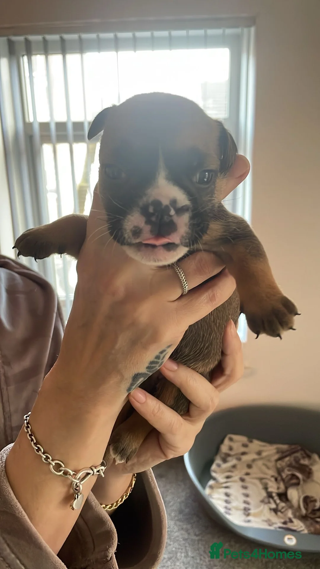 English Bulldog dogs for sale: New England bulldog puppies  - Advert 7