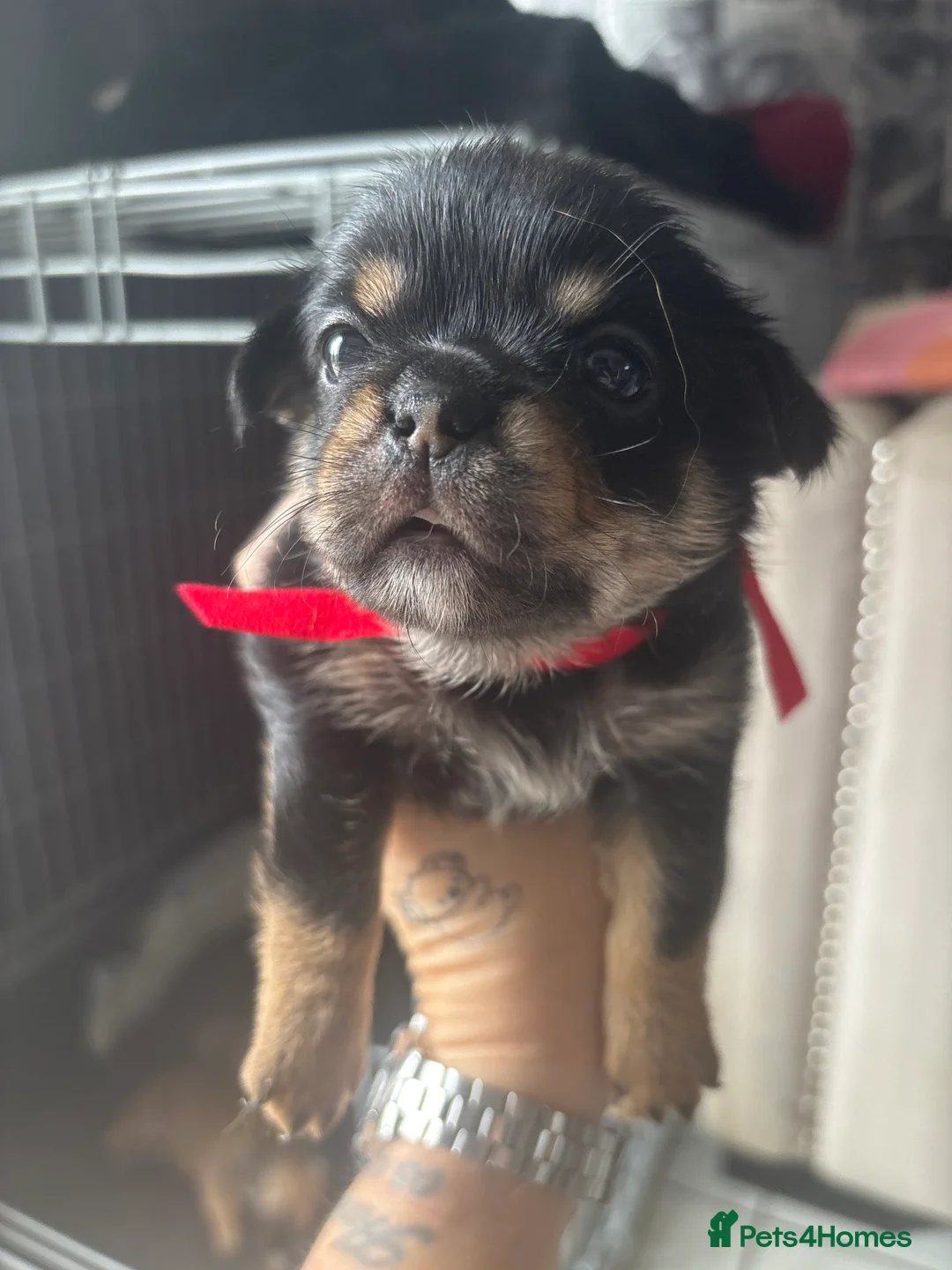 Mixed Breed dogs for sale: 6 little adorable small breed puppies, southampton - Advert 1