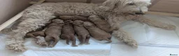 Goldendoodle dogs for sale: F1B Golden doodle Puppies  - Advert 19