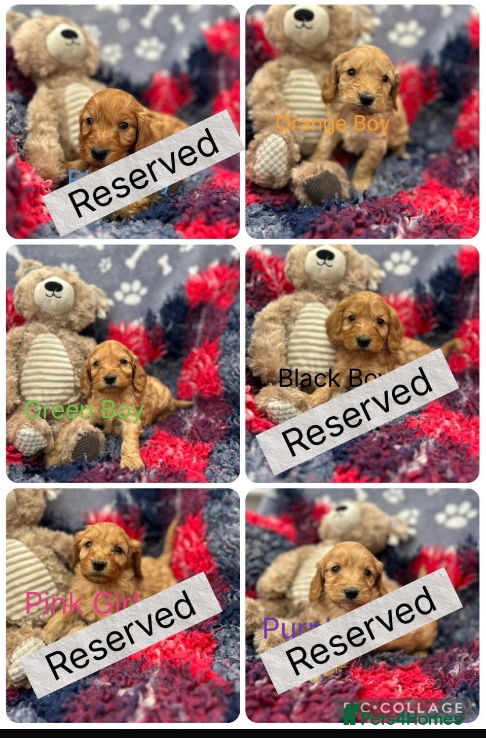 Cockapoo dogs Stunning F1 cockapoos - Advert 18