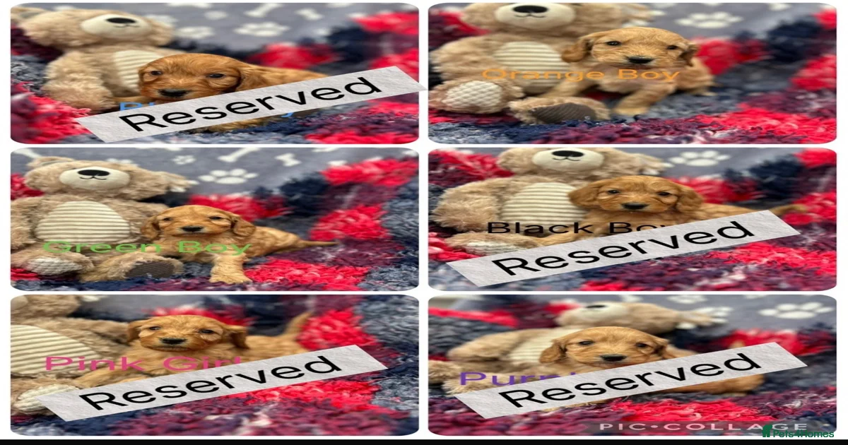 Cockapoo Puppies for sale in Chipping Norton, Oxfordshire | Pets4Homes