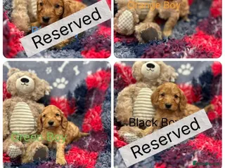 Cockapoo dogs Stunning F1 cockapoos - Advert 1