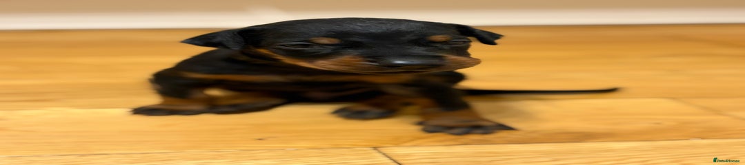Dobermann Puppy 4 - Black