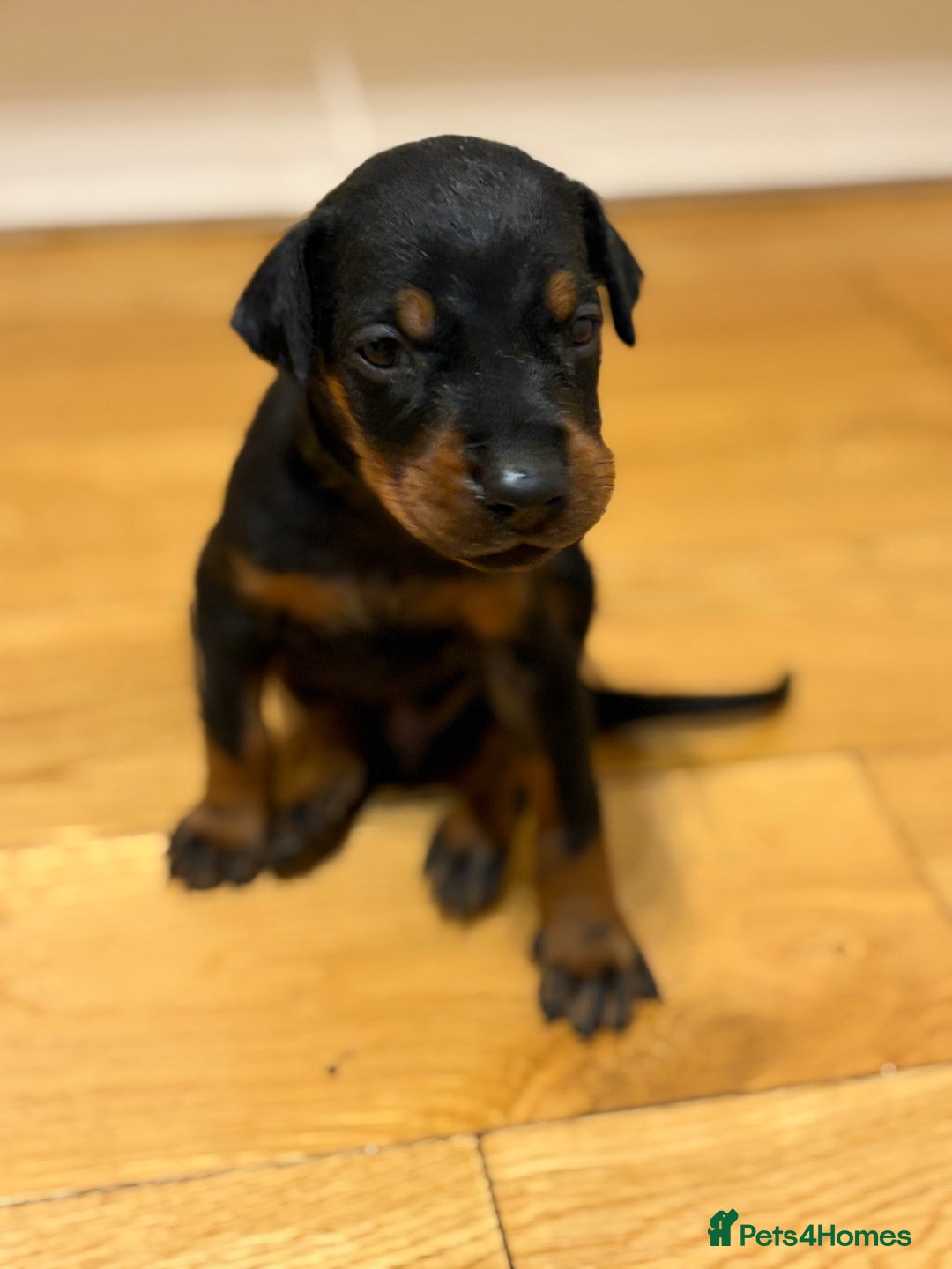 Dobermann dogs for sale: 🌟🌟KC Dobermanns - 38+ Champions in Bloodline🌟🌟 in London - Image 8