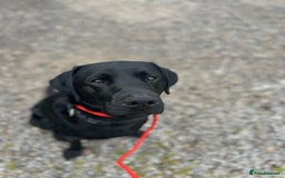 Labrador Retriever dogs for stud: FOR STUD. HANDSOME PROVEN LABRADOR  - Image 1