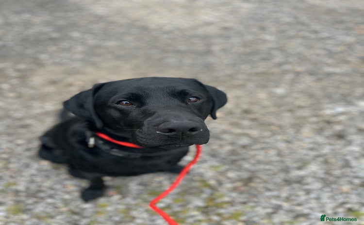 Labrador Retriever dogs - Advert 4