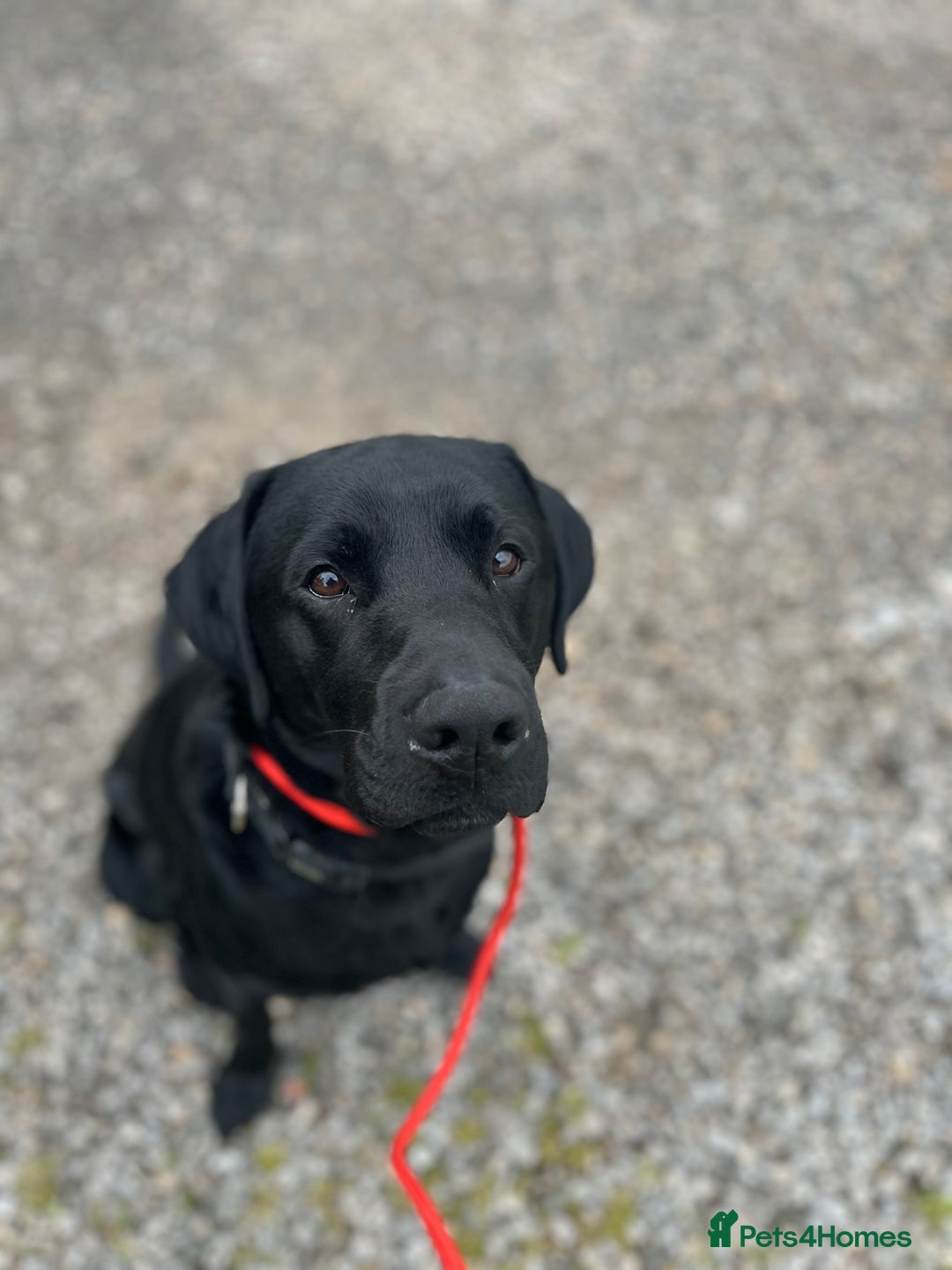 Labrador Retriever dogs for stud: FOR STUD. HANDSOME PROVEN LABRADOR  - Image 1