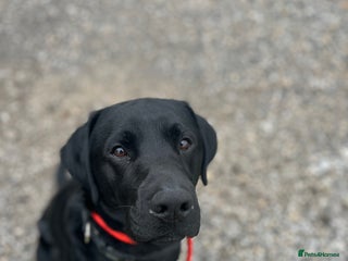Labrador Retriever dogs - Advert 2
