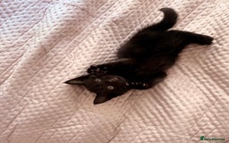 British Shorthair cats for sale: Pairs of Kittens - £100 for 2 (must be paired) - Image 5