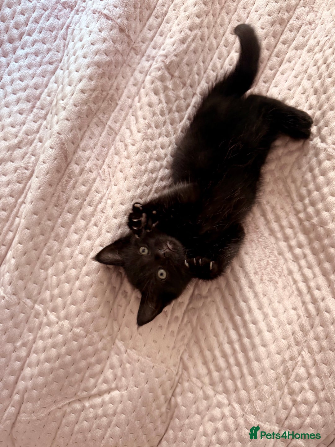 British Shorthair cats for sale: Pairs of Kittens - £100 for 2 (must be paired) - Image 5