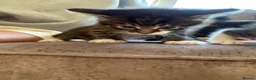 Mixed Breed cats for sale: 3 kittens for sale  - Advert 27