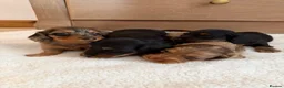 Miniature Dachshund dogs for sale: KC Long Haired Miniature Dachshund Puppies - Advert 2