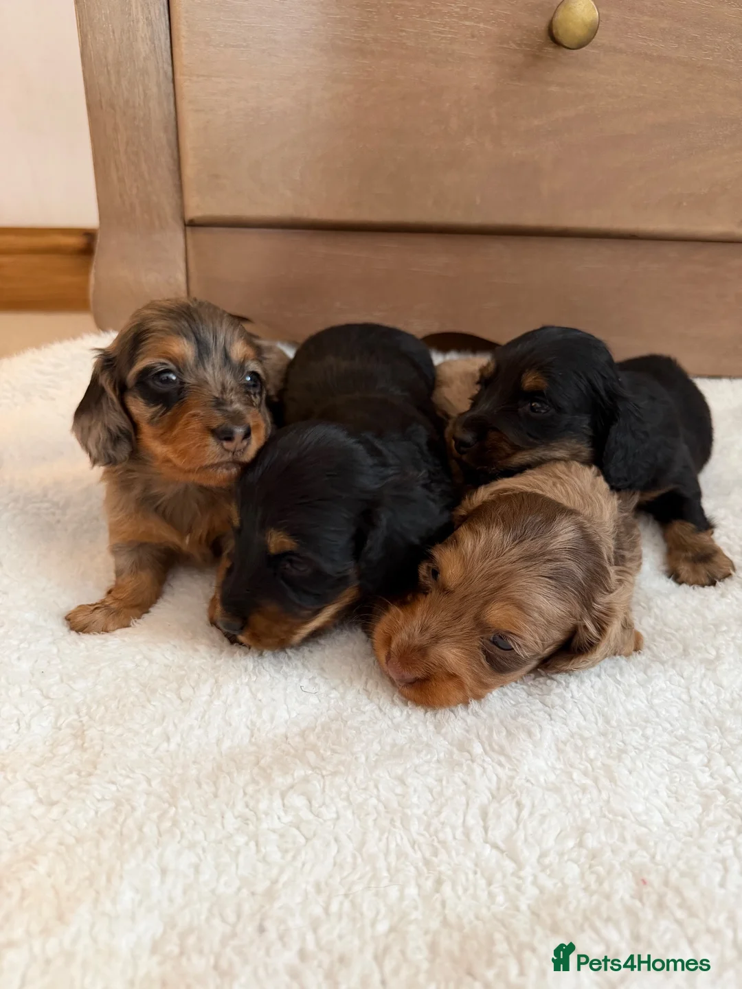 Miniature Dachshund dogs for sale: KC Long Haired Miniature Dachshund Puppies - Advert 2