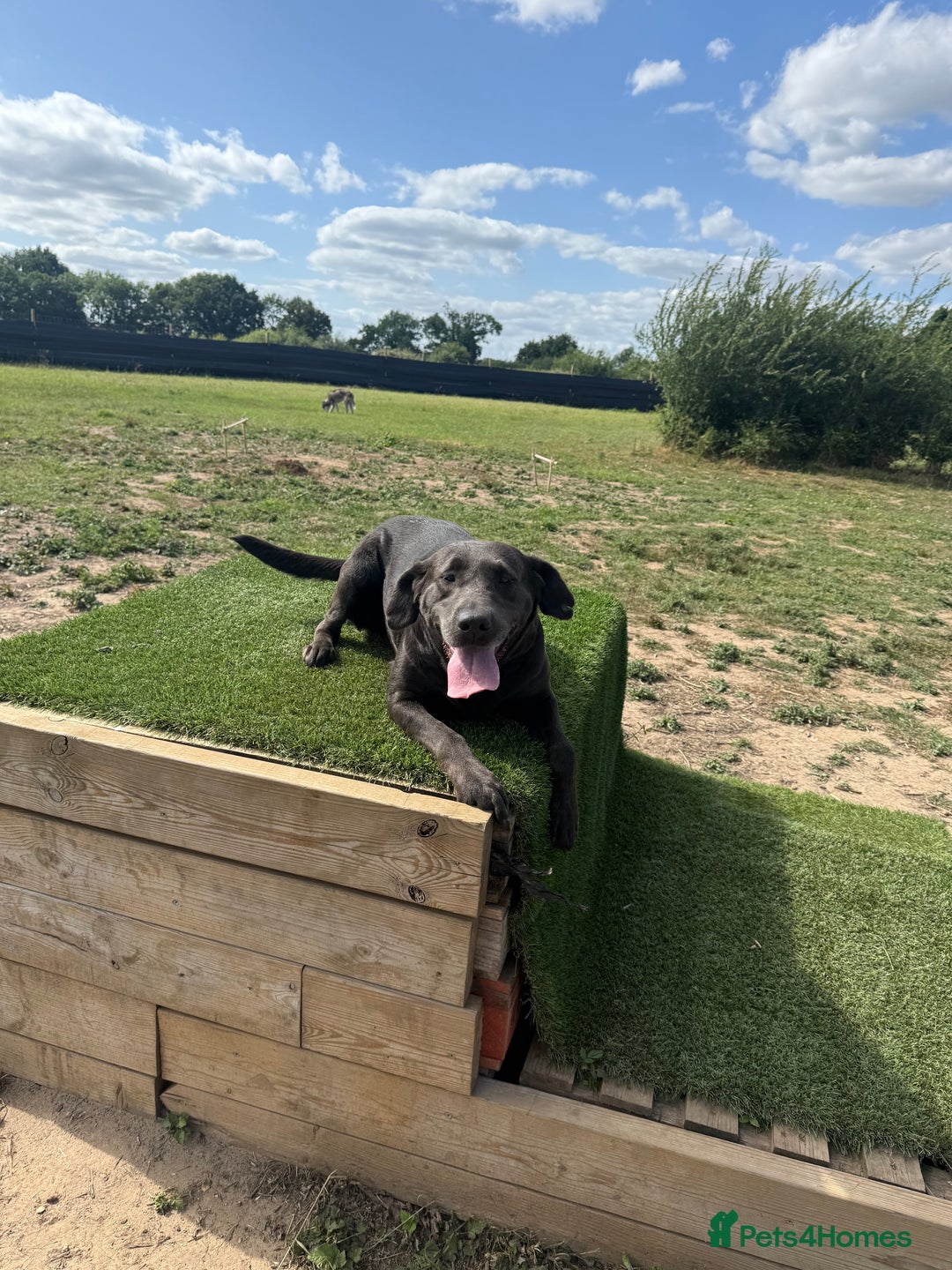 Labrador Retriever dogs for sale: 2 Labrador Ladies!  - Image 5