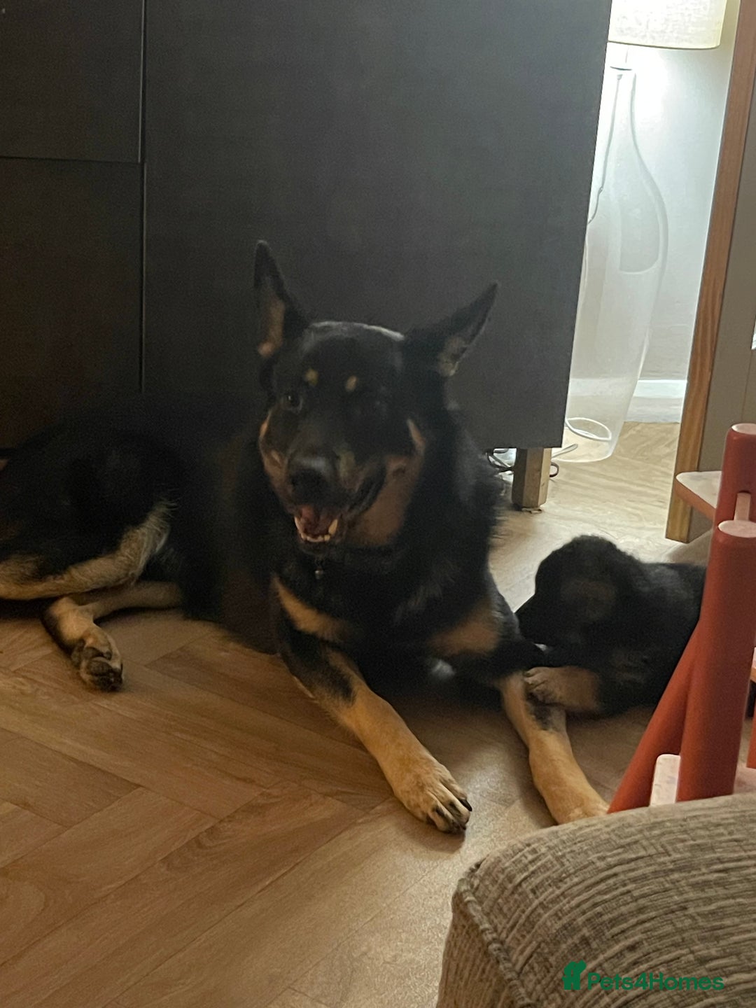 German Shepherd dogs for sale: German shepherd puppies  - Image 36