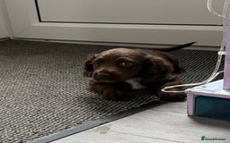 Cocker Spaniel dogs for sale: Cockerspaniel  girl  - Image 3