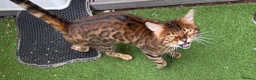 Bengal cats for stud: Adorable pure Bengal boy❤️ for stud - Advert 3