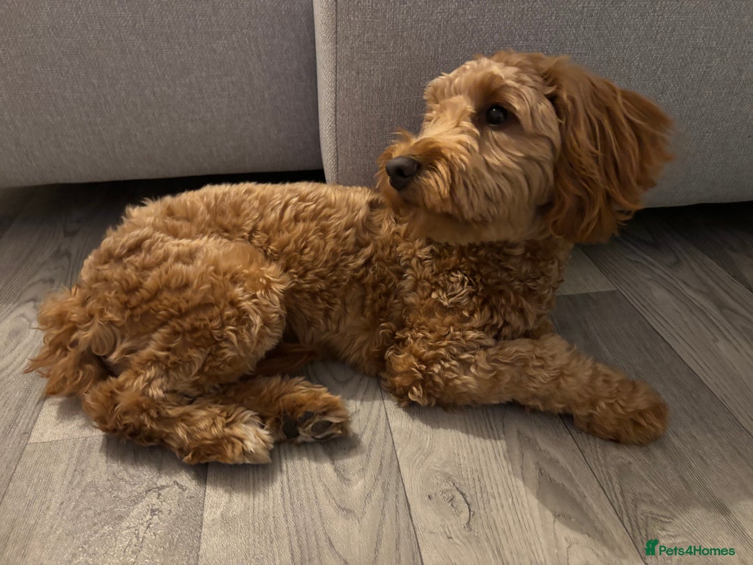 Cockapoo dogs for sale: Cockapoo  - Image 7