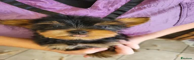 Yorkshire Terrier 1