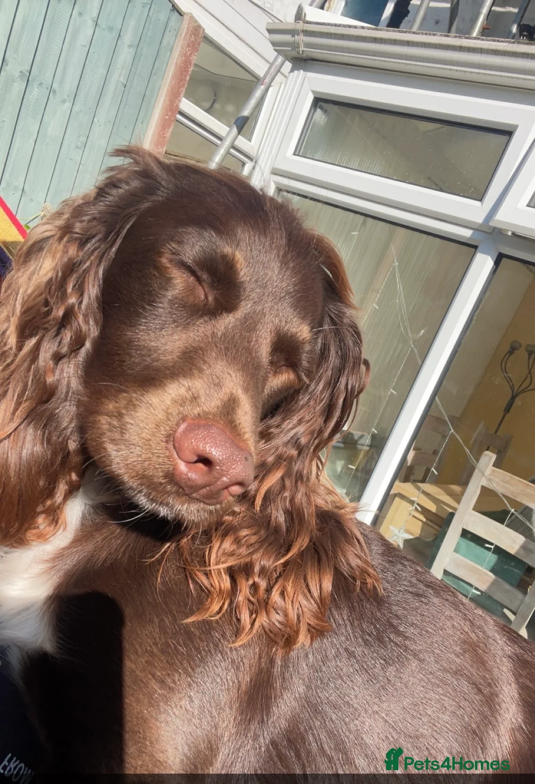 Cocker Spaniel dogs for sale: Cocker spaniel puppies - Advert 2