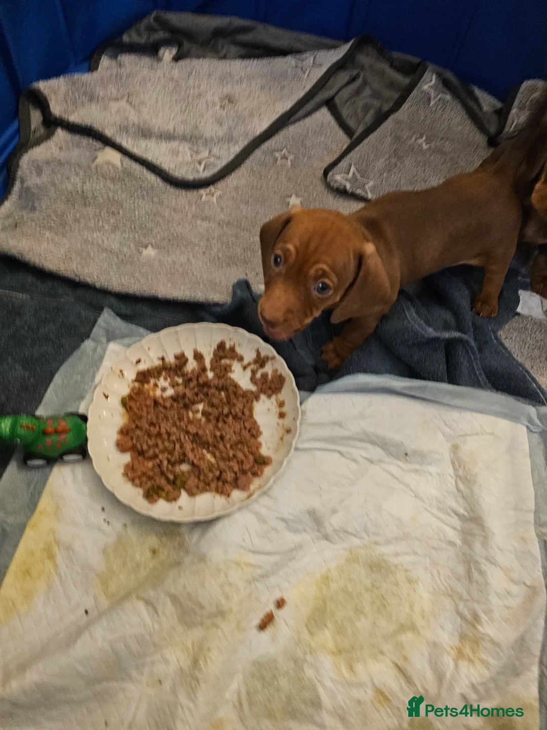 Dachshund dogs for sale: Dachshund puppy - Advert 2