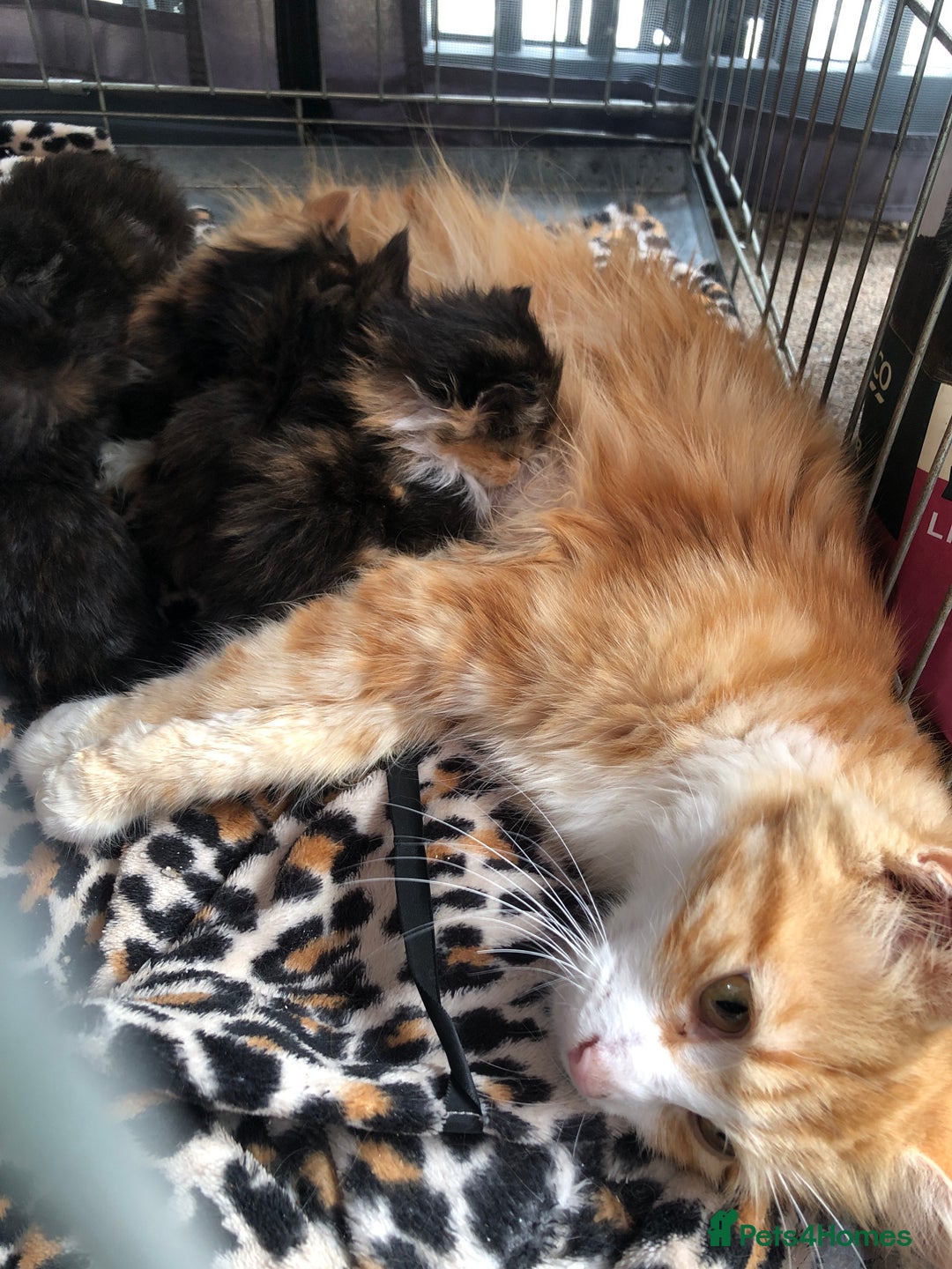 Maine Coon cats for sale: Beautiful supper fluffy mainecoon cross kittens - Image 2