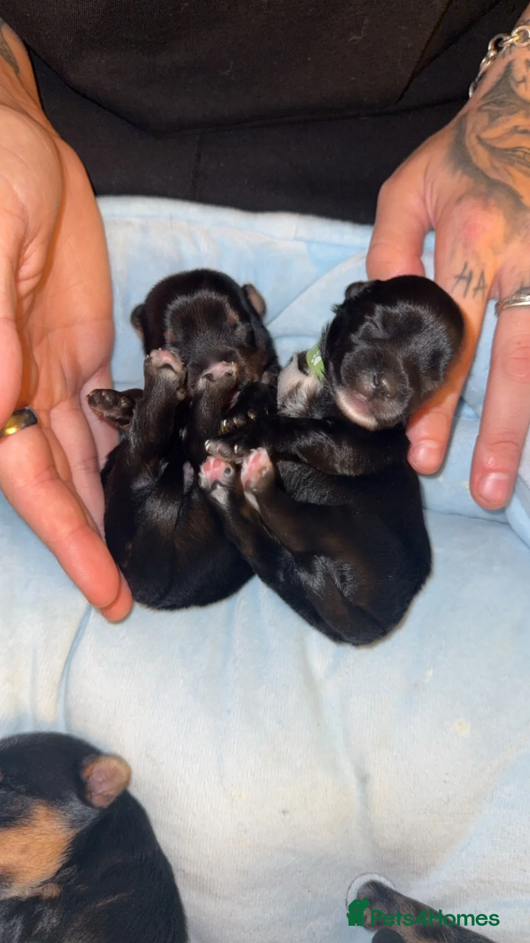 Shorkie dogs for sale: 🐾❤️ GORGEOUS SHORKIE PUPPIES ❤️🐾 in South Shields - Advert 2