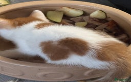 British Shorthair cats for sale: Adorable kittens  - Image 7