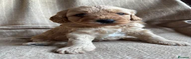 Cavapoochon 3