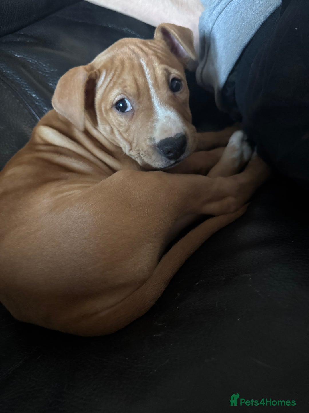 Staffordshire Bull Terrier dogs for sale: Male Staff Pup - Advert 2