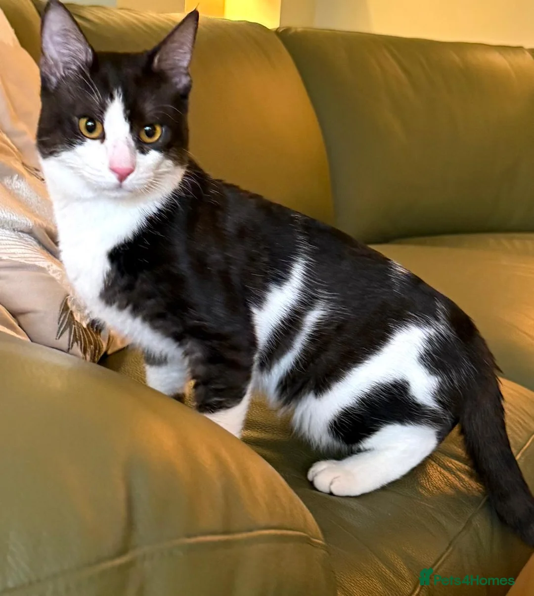 Mixed Breed cats for adoption: Male Rescue Cat Orlando LOVES people  in St Albans - Advert 5