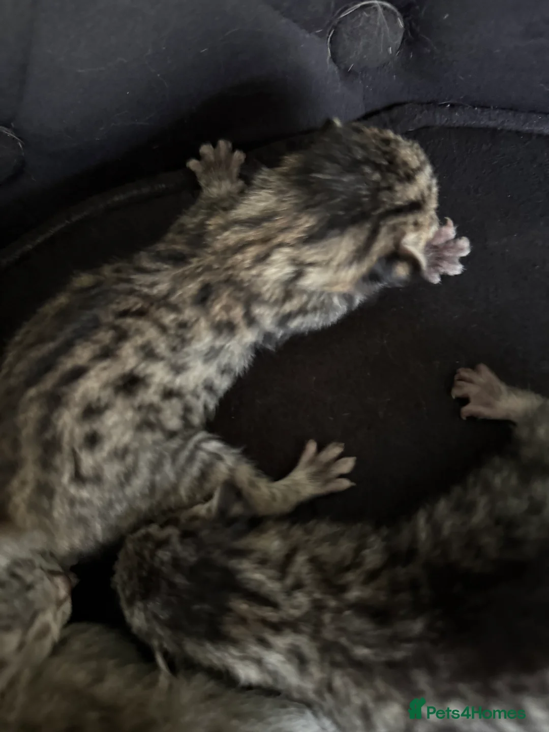 Savannah cats for sale: Striking savannah kittens silver & black/gold - Advert 12