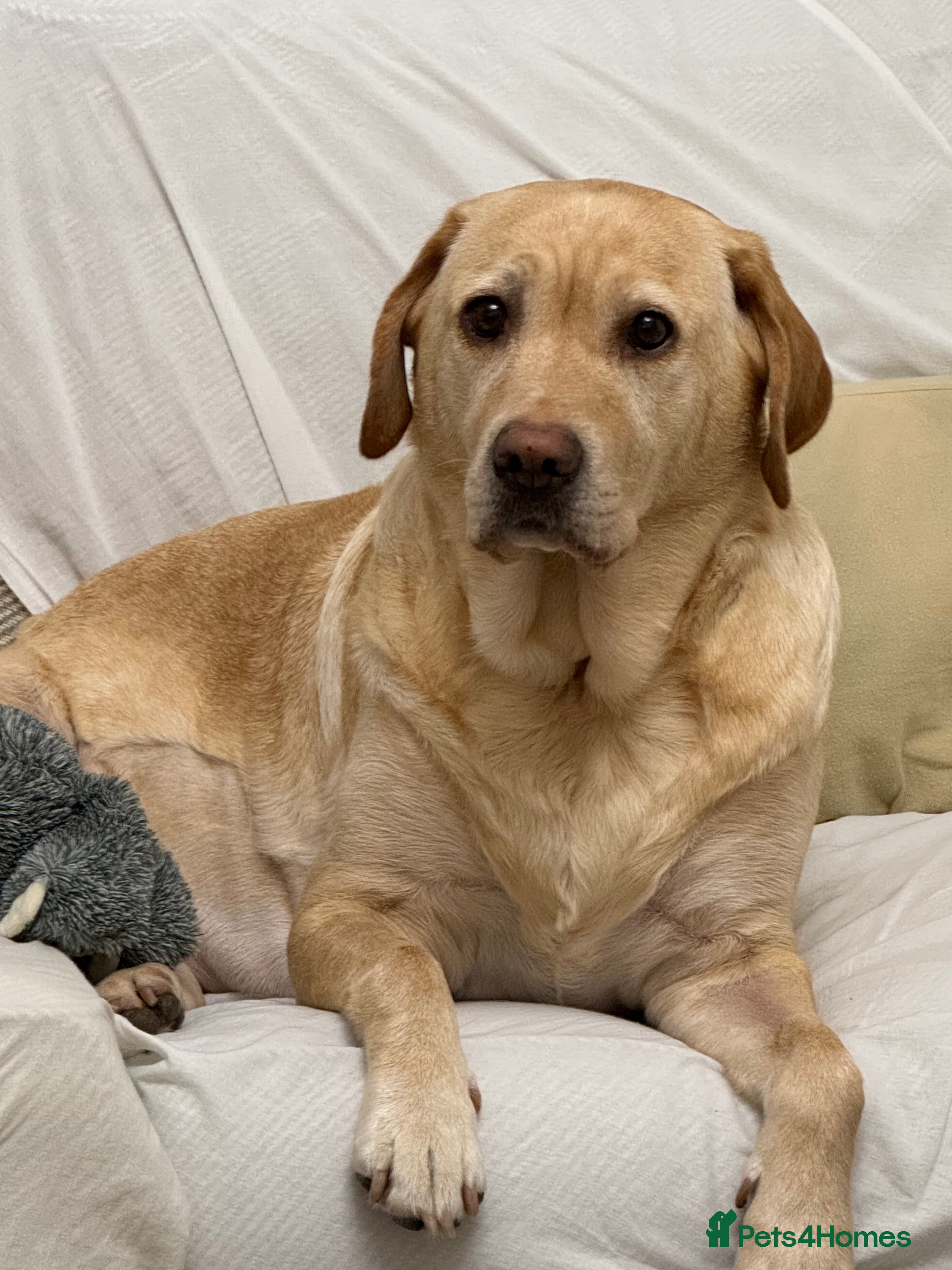 Labrador Retriever dogs 3x chunky labrador puppies for sale  - Advert 7