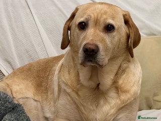 Labrador Retriever dogs 3x chunky labrador puppies for sale - Advert 1