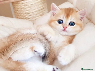 British Shorthair cats Full Pedigree Golden tipped British Shorthair - Advert 1