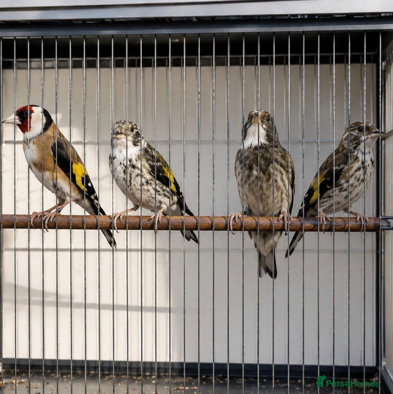Finches birds for sale: Healthy Goldfinches & Greenfinches For Sale - Advert 4