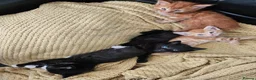 British Longhair cats for sale: Longhaired and shorthaired ginger, black, b & w - Advert 5