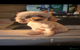 Maltipoo dogs for sale: Quality Champion Apricot Teddy toy Maltipoo's 🧸 - Image 12