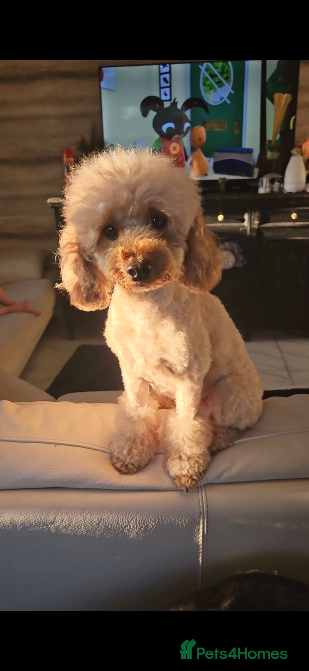 Maltipoo dogs for sale: Quality Champion Apricot Teddy toy Maltipoo's 🧸 - Image 12