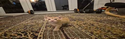 British Shorthair cats for sale: Beautiful kittens - Advert 16