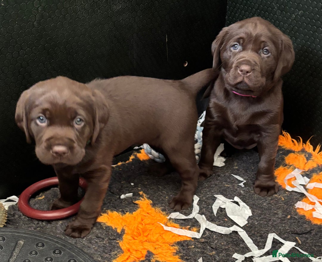 Labrador Retriever dogs for sale: Stunning Chocolate Labrador Puppies  - Advert 4